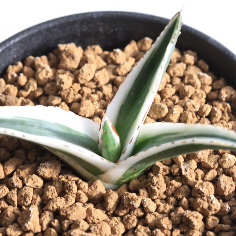 丸叶氷山　アガベ　発根済み Yahoo!オークション -「アガベ 氷山」の落札相場・落札価格