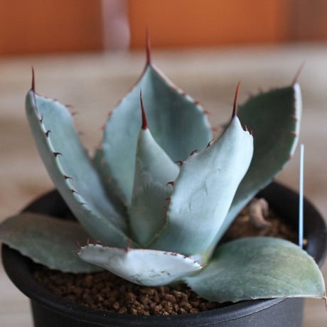 Agave parry v. truncata