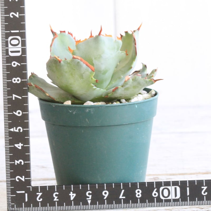 アガベ 甲蟹交種 矮性 希少 親株出品