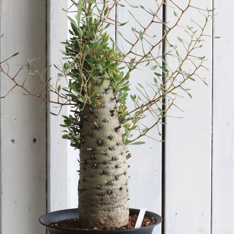 b*5様 メキシコソノラ砂漠原産フォークイエリアコルムナリス 【公式通販】