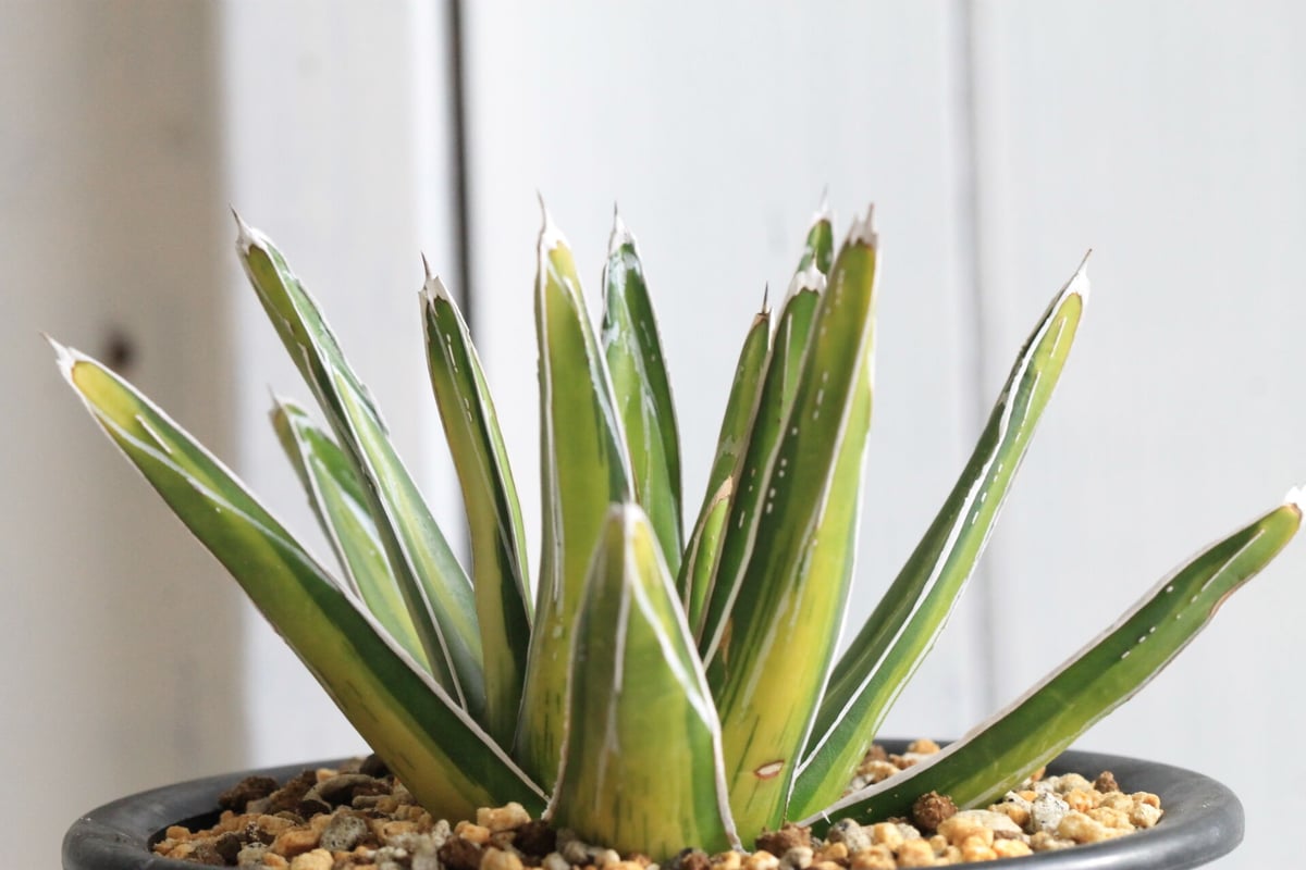 アガベ　笹の雪中斑　特選株 アガベ キンピー 王妃笹の雪B型錦 季節冴え中斑① | hanayoshi