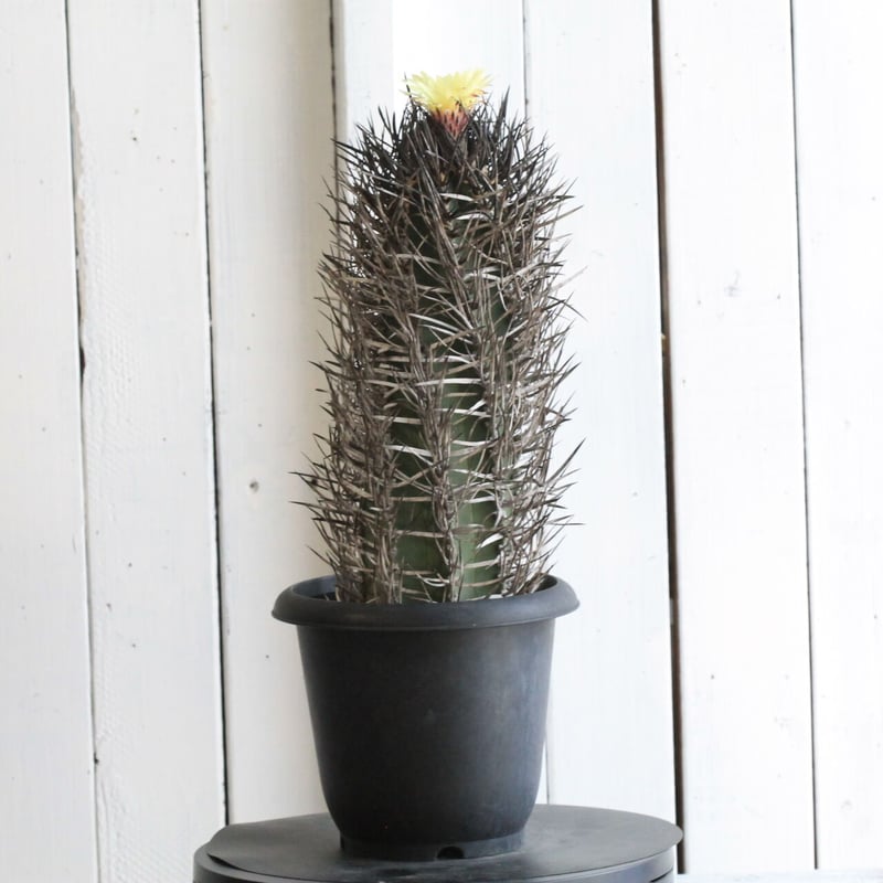 大鳳 Comprehensive explanation] Full details of the 2026-type