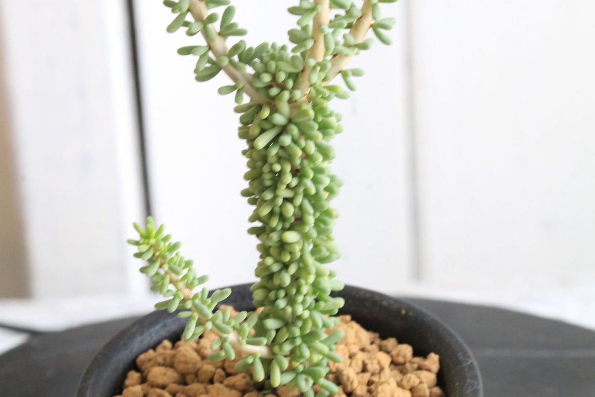 ケラリア ナマクエンシス | hanayoshi-botanical