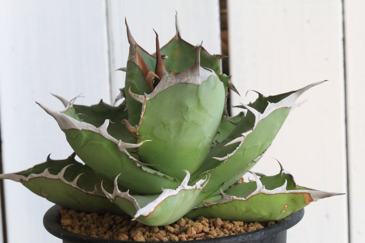 アガベ チタノタ 白鯨 鉢ごと 親株 【WW15】 アガベ：チタノタ 白鯨 3