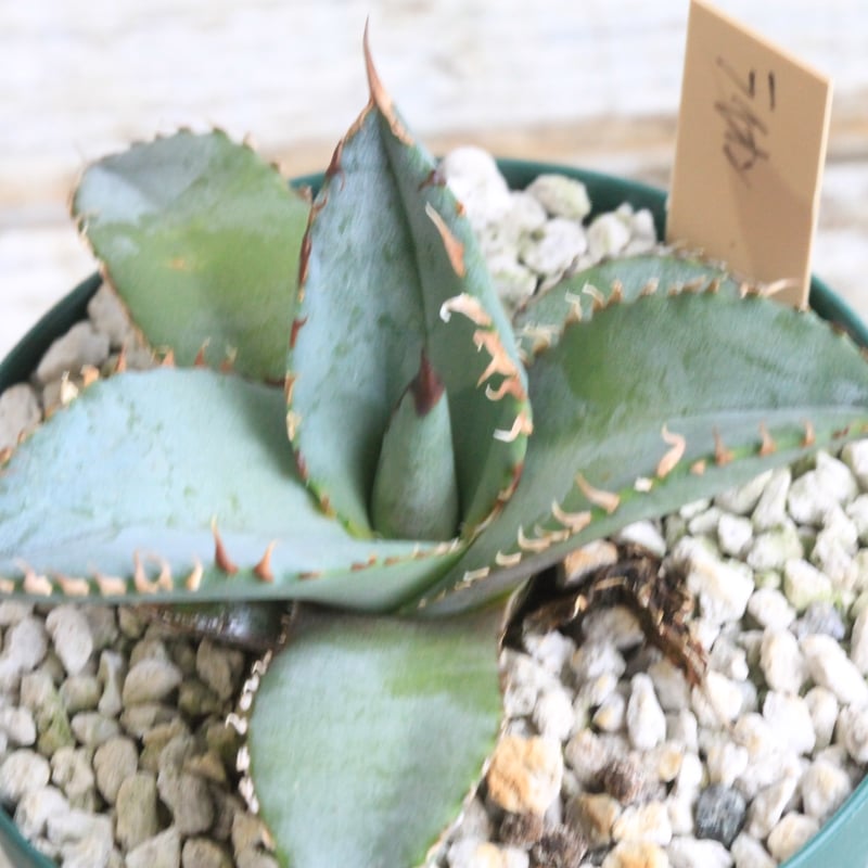 アガベ 　ライオンズメーン　特選青白　限定親株出品 アガベ ライオンズメーン 特選青白 限定親株出品 アガベ