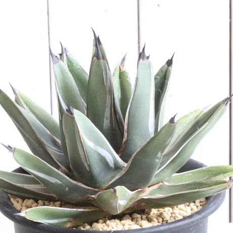 アガベ 笹吹雪 ニッケルシー 大きめ 30cm 検）笹の雪 笹吹雪