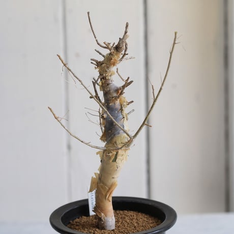 Commiphora holtziana　ホルトジアナ