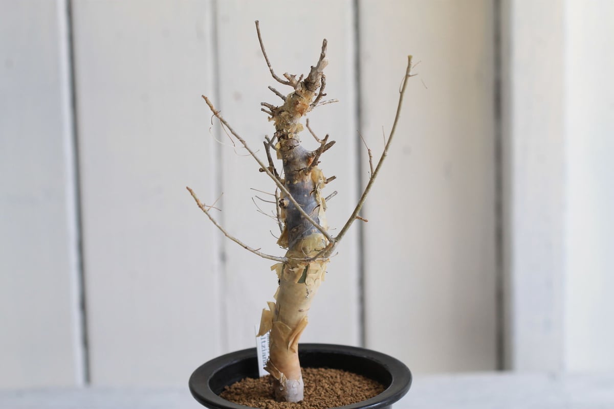 Commiphora holtziana ホルトジアナ | hanayoshi-botanical