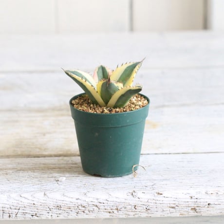 Agave titanota スナグルトゥース