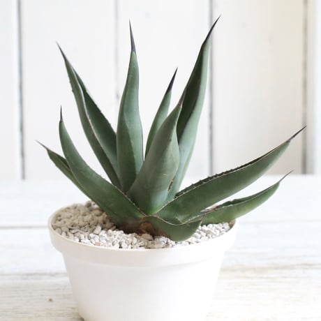Agave シャークスキン