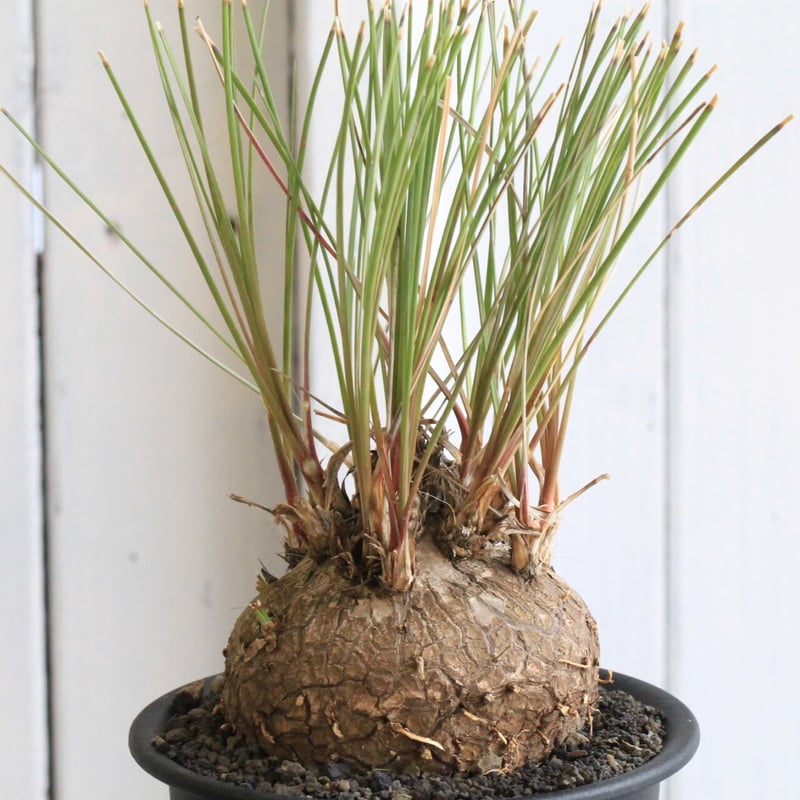 カリバナス フーケリー | hanayoshi-botanical