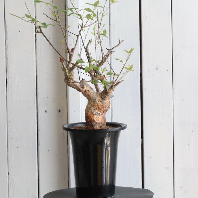 コミフォラ　オルビクラリス コミフォラ・オルビクラリス | R_Plants.ONLINE