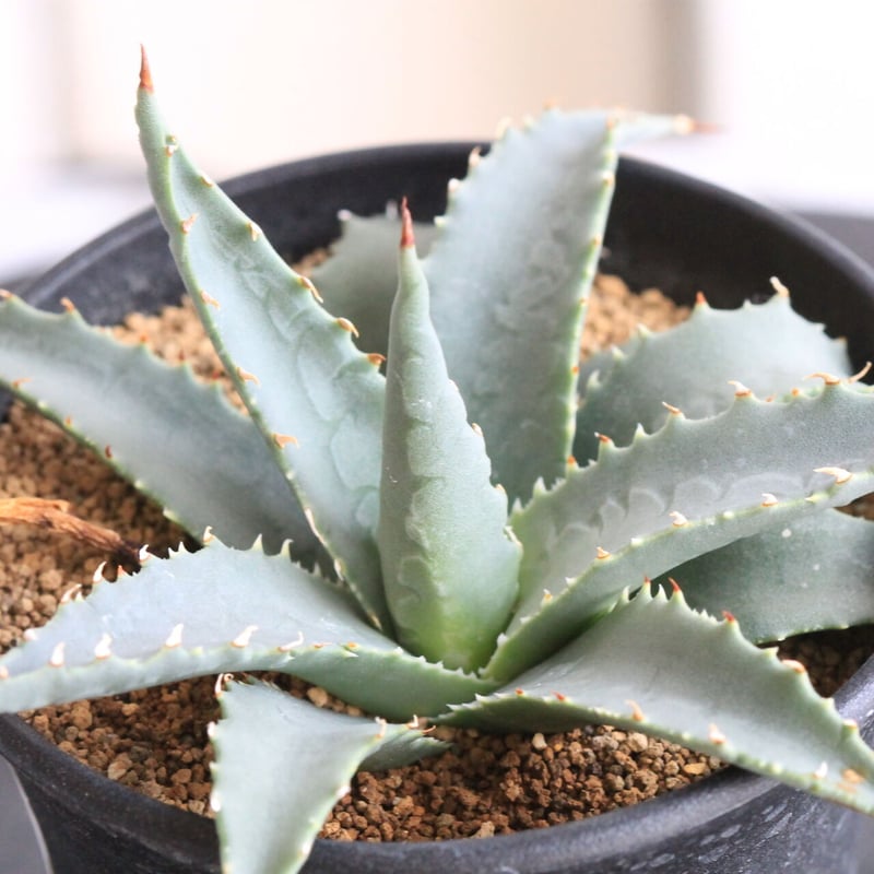 アガベ　ユタエンシス「ネバデンシス鮮明黄覆輪斑」子株 アガベ ユタエンシス「ネバデンシス鮮明黄覆輪斑」子株 アガベ