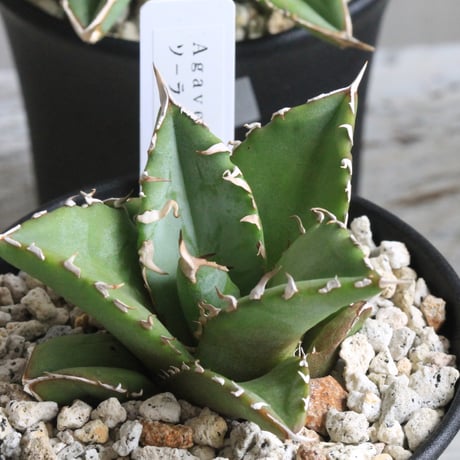 ソーラーエクリプス大株 ソーラーエクリプス大株