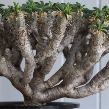 Euphorbia guillauminiana ギラウミニアナ