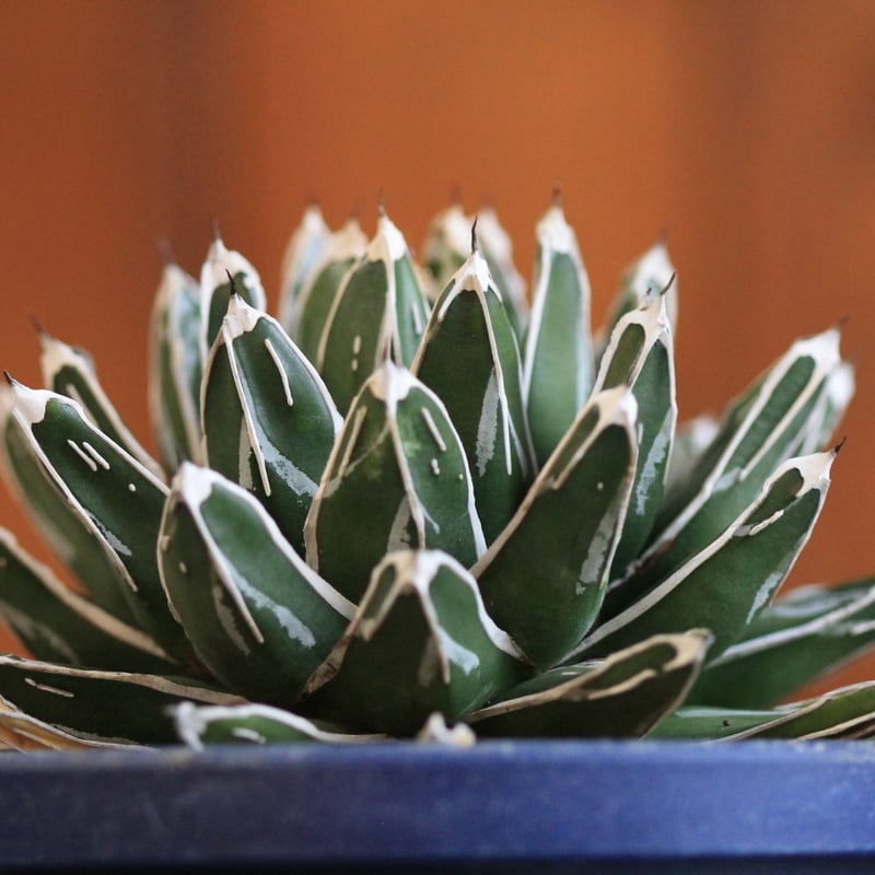 agave victoriae-reginae 児玉姫笹の雪 | hanayoshi-bota agave victoriae-reginae 児玉姫笹の雪 | hanayoshi-bota