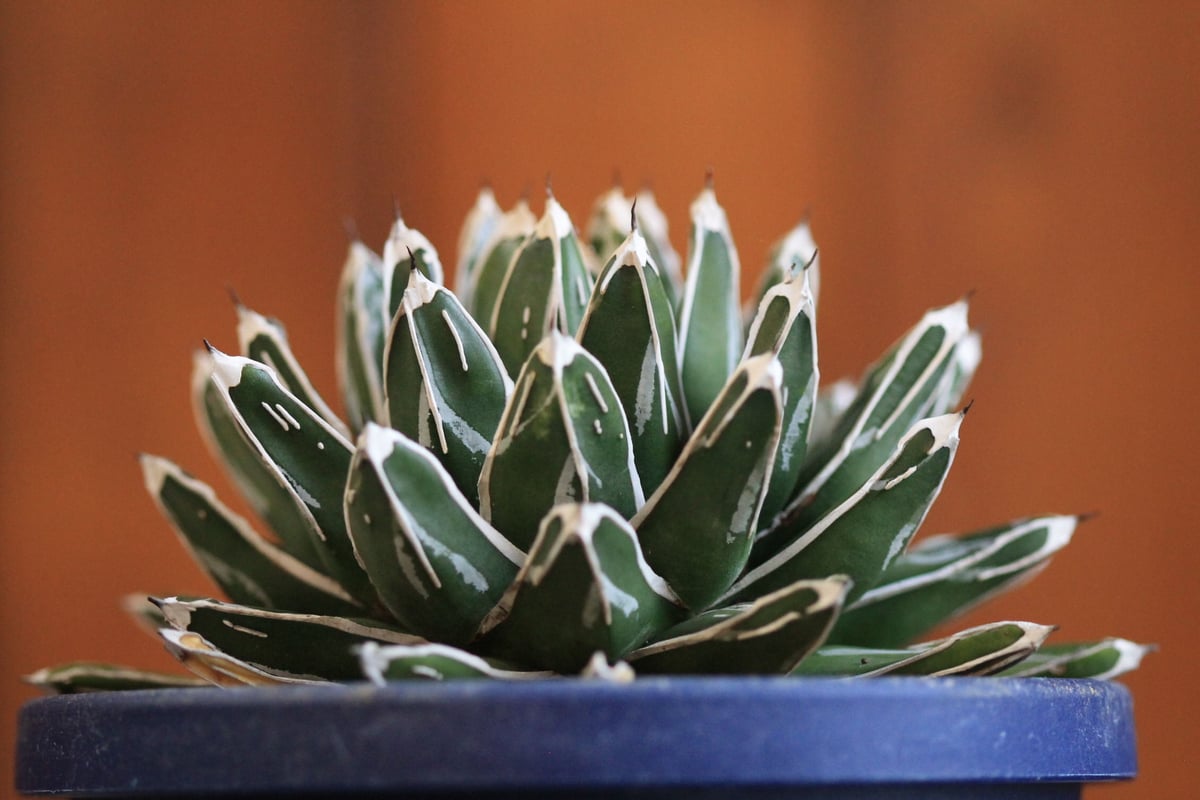 アガベ　笹の雪　極氷山　子株　活着済み アガベ 笹の雪 極氷山 子株 活着済み