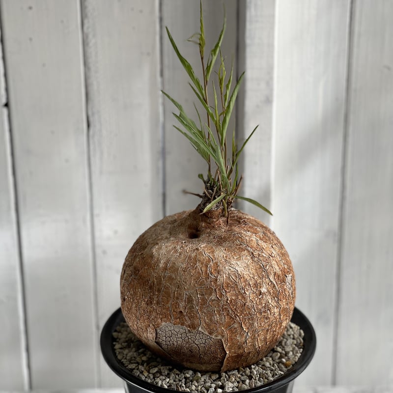 【ユーフォルビア・イポメア　ボルジアーナ】　現地球発根活着済み。 イポメア ボルシアーナ | hanayoshi-botanical