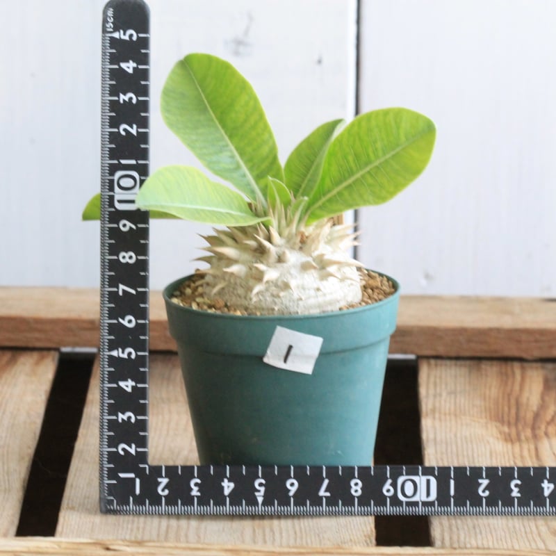 パキポディウム レウコキサンツム① | hanayoshi-botanical パキポディウム レウコキサンツム① | hanayoshi-botanical