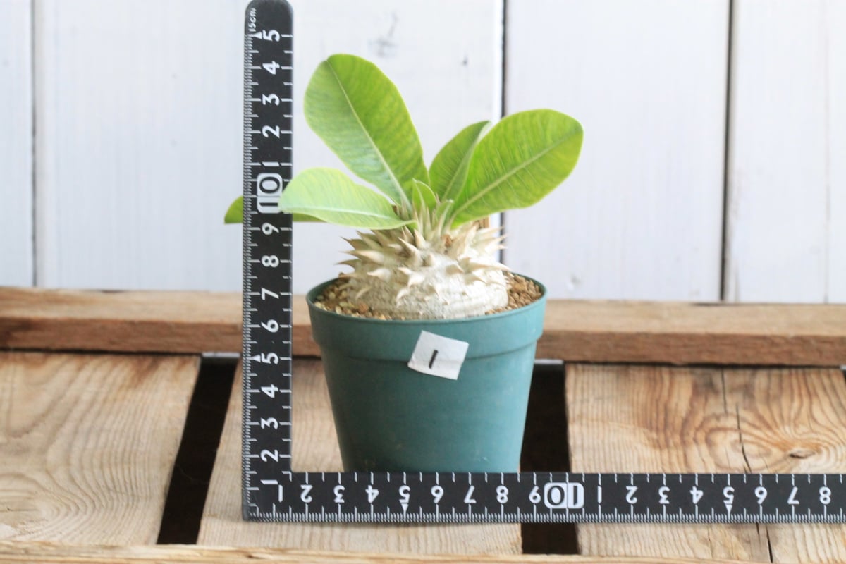 パキポディウム レウコキサンツム① | hanayoshi-botanical