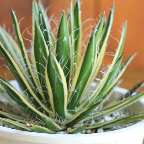 agave　アガベ　白糸の王妃 黄斑