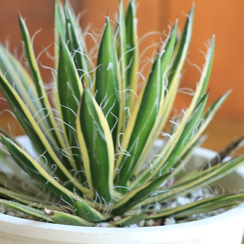 agave アガベ 白糸の王妃 黄斑 | hanayoshi-botanical agave アガベ 白糸の王妃 黄斑 | hanayoshi-botanical