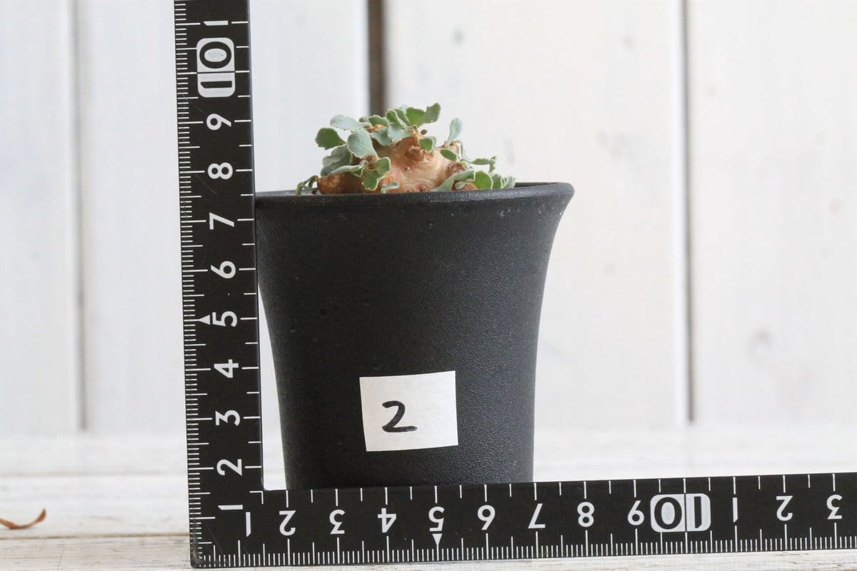 オトンナ カカリオイデス | hanayoshi-botanical