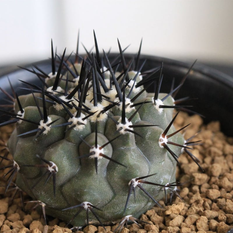 コピアポア 黒王丸（実生） | hanayoshi-botanical