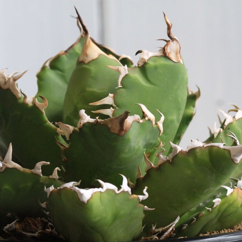 アガベ チタノタ 才ア八力実生A3/超強鋸歯/発根済み /プツプツ 強棘OC株 アガベ 狼人 ムチプリ 裏棘 短葉 厚葉 チタノタ 発根済み 極上