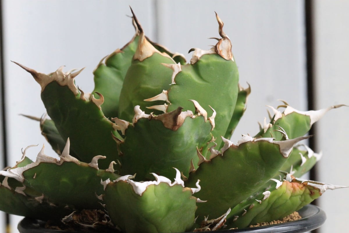 【早いもの勝ち】アガベ　チタノタ実生　特選　強刺　肉厚　将来有望株 アガベ チタノタ(強刺） | hanayoshi-botanical