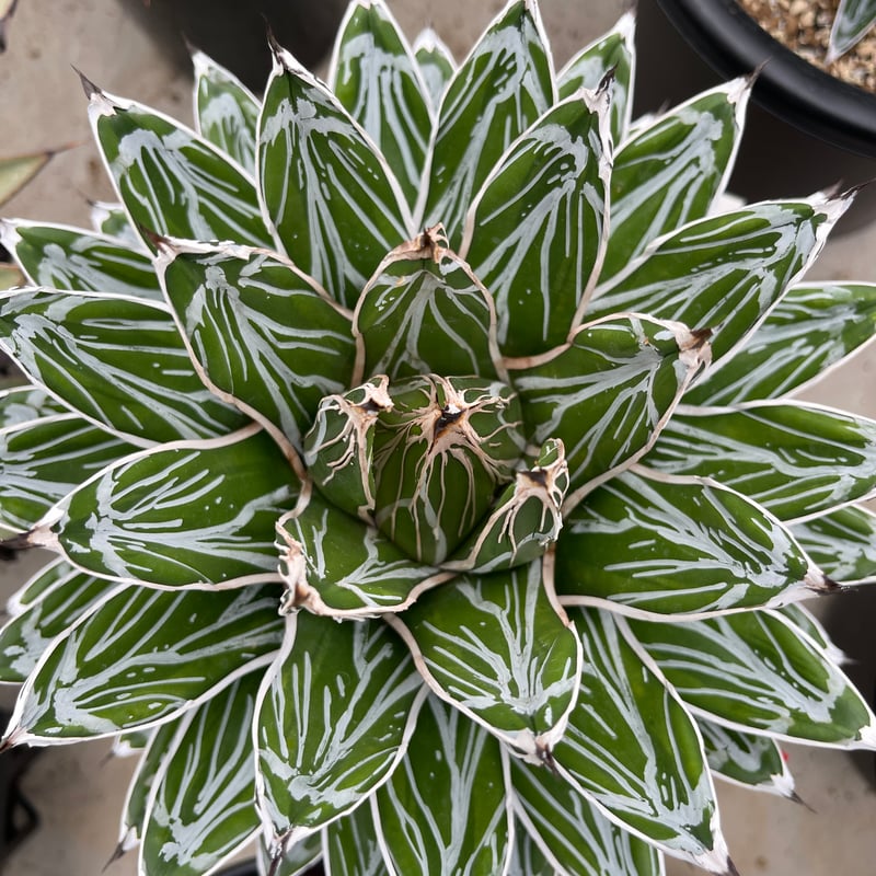 アガベ 笹の雪　美株　中株　20センチ 観葉植物 現品 アガベ 笹の雪 希少 直径20cm 【アウトレット