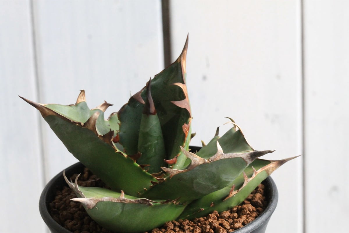 アガベ チタノタ FO76 特チェーンタイプ | hanayoshi-botanical