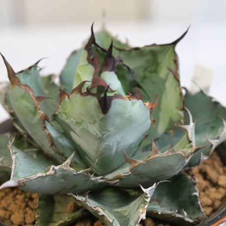 Agave チタノタ ブラック＆ブルー