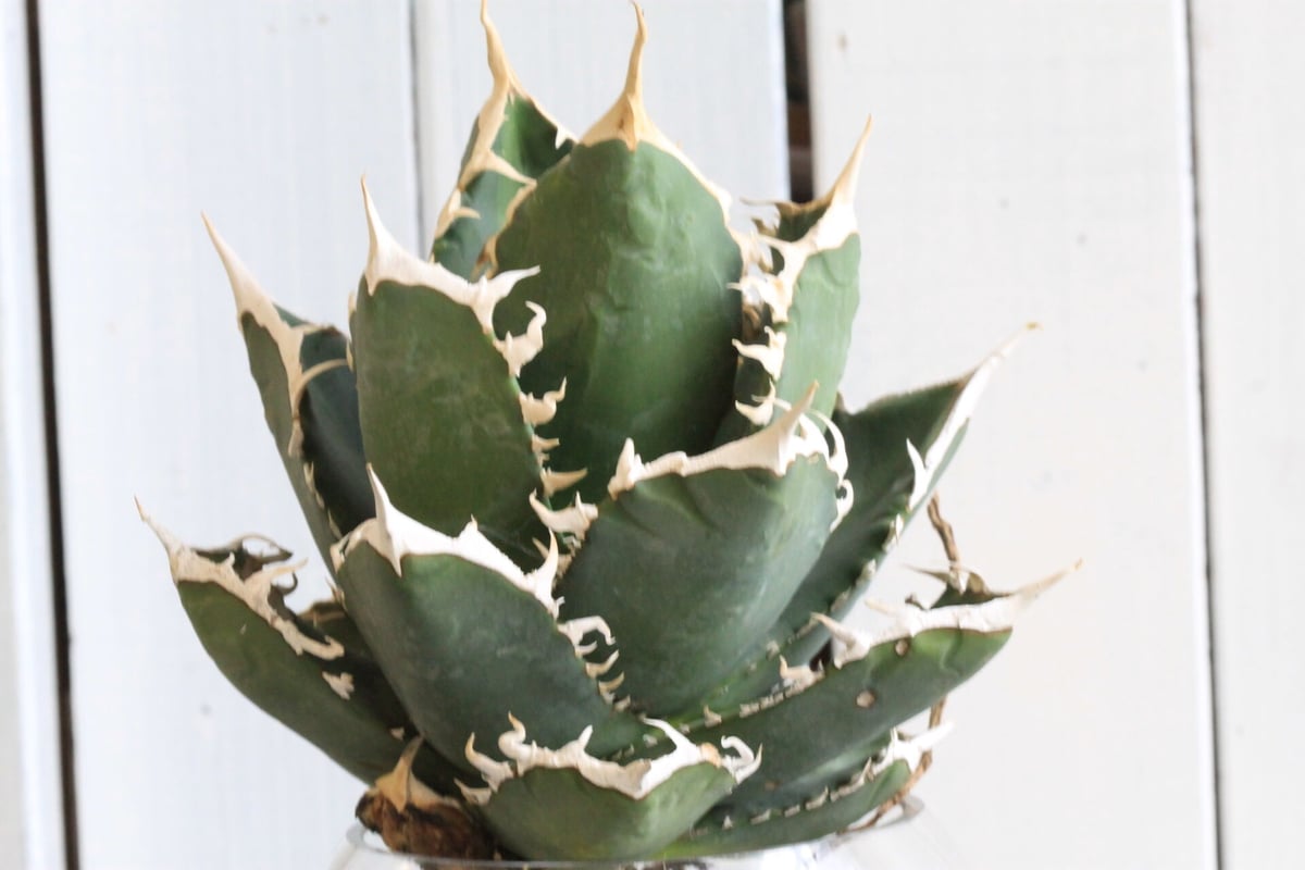 アガベ チタノタ IVORY w.a  coyote血統 大白鯊 アイボリー アガベ チタノタ IVORY w.a coyote血統 大白鯊 アイボリー