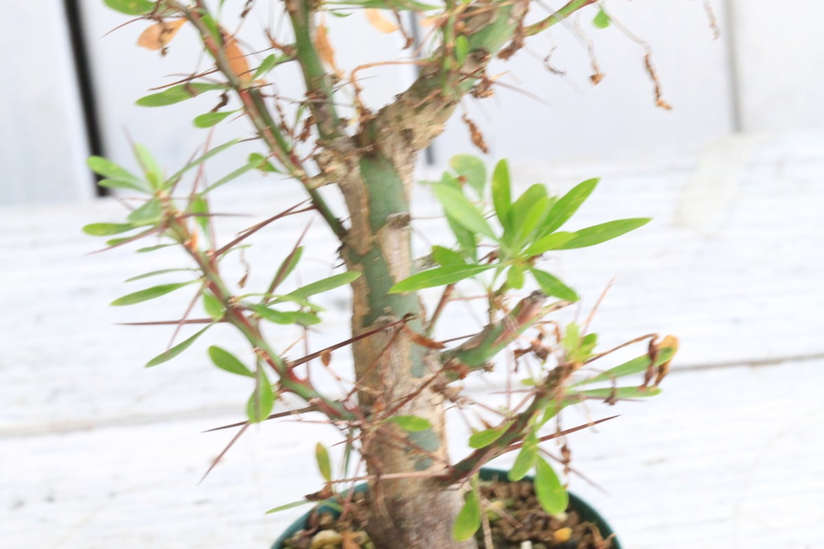 フォークイエリア ファシクラータ×プルプシー（あいのこ）挿し木