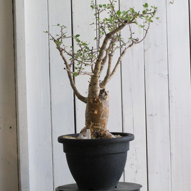 ブルセラ ファガロイデス | hanayoshi-botanical