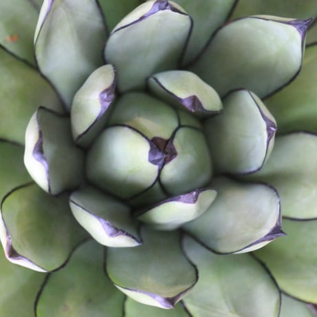 Agave Royal Spine アガベ・ロイヤルスピン