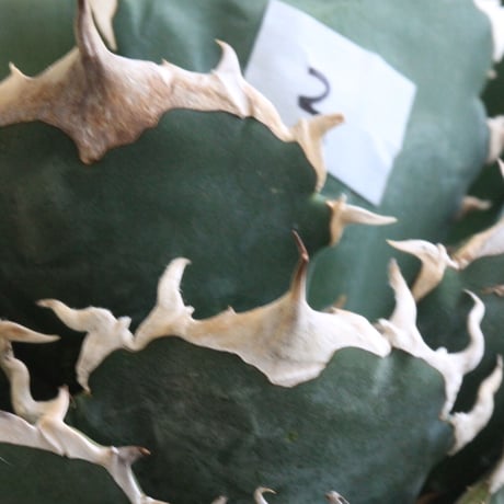 Agave titanota Jupiter