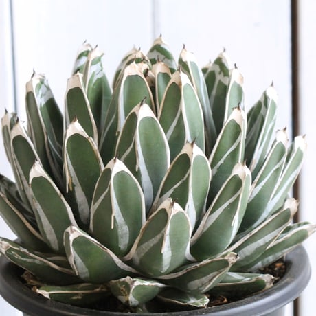 アガベ　笹の雪　コンパクタ