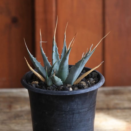 Agave  utahensis eborispina  ユタエンシス　エボリスピナ