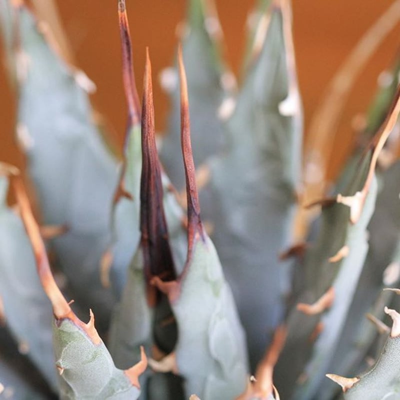 agave utahensis eborispina ユタエンシス エボリスピナ | hana