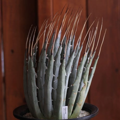 Agave　ユタエンシス　エボリスピナ
