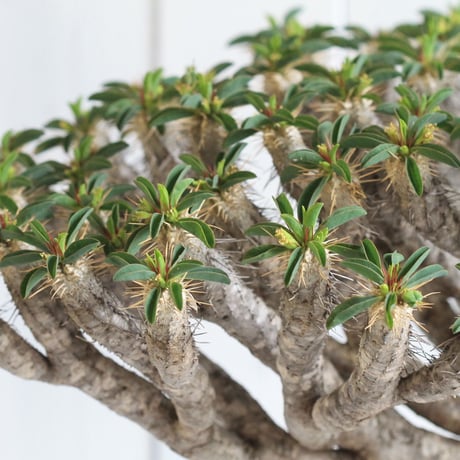 Euphorbia guillauminiana ギラウミニアナ