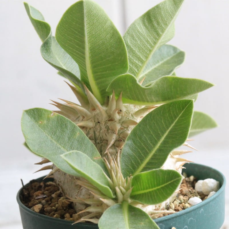 パキポディウム レウコキサンツム 特選株 パキポディウム