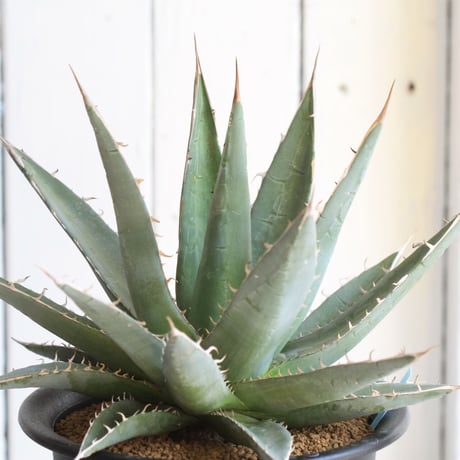 Agave purpusolm　帝釈天