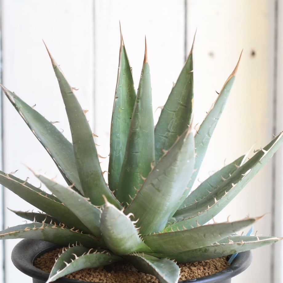 60235b5eaaf0434d2fd837f2