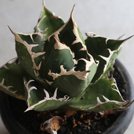 Agave　チタノータ　ホワイトシャーク（選抜）