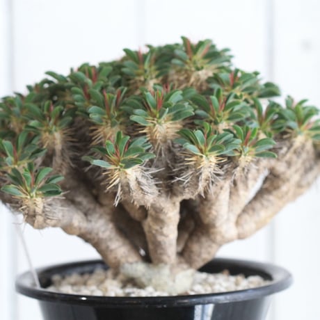 Euphorbia ギラミニアーナ