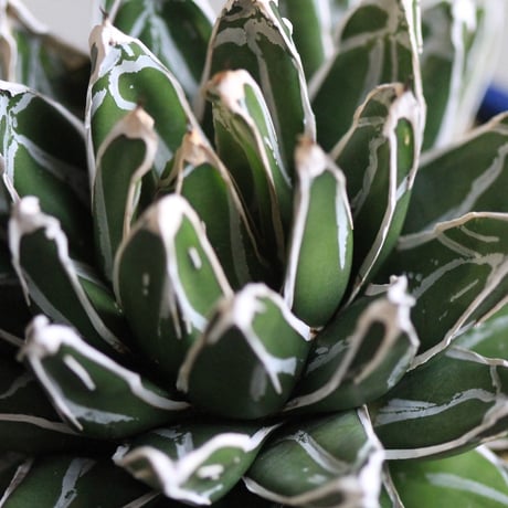 agave victoriae-reginae 児玉姫笹の雪