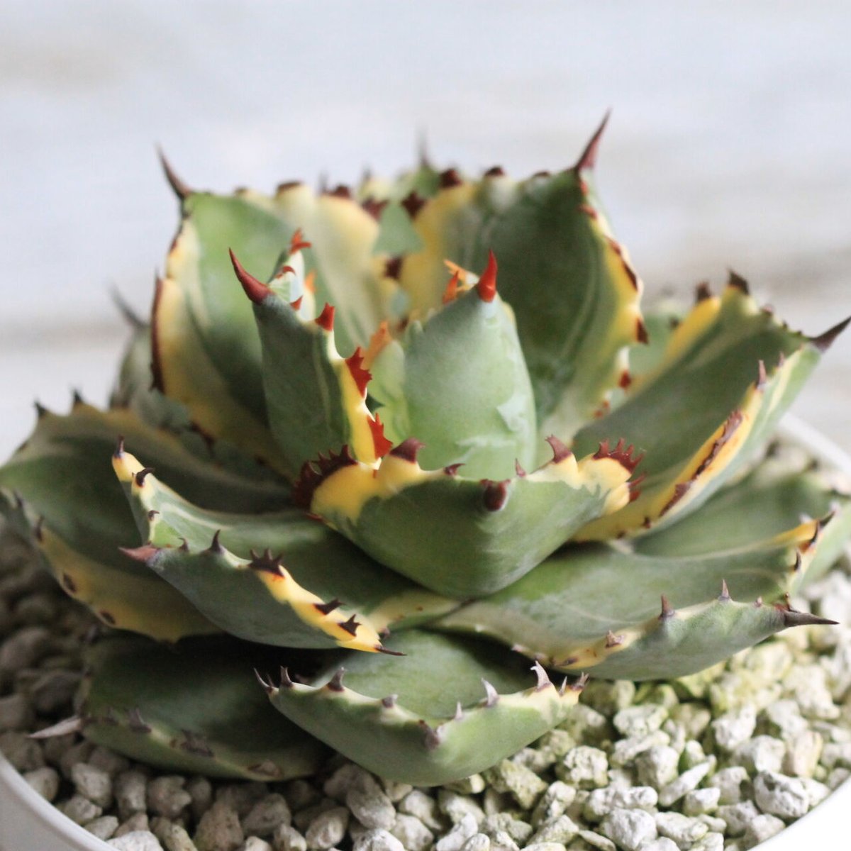 アガベ 王妃兜蟹 錦 | 希少植物の販売 アグラオネマ専門販売店